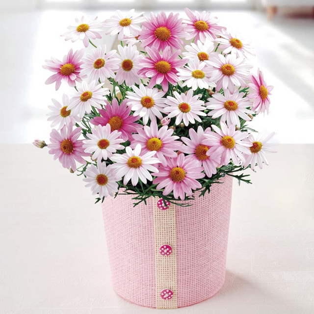 マーガレット (さくらべーる)