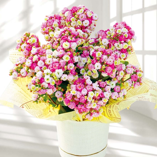 カランコエ (メイリーブーケ)