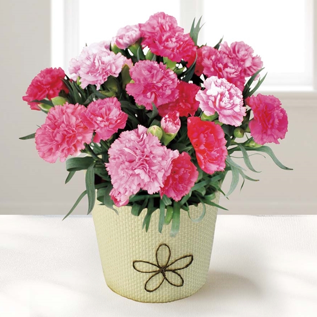 カーネーション (ホットハート)