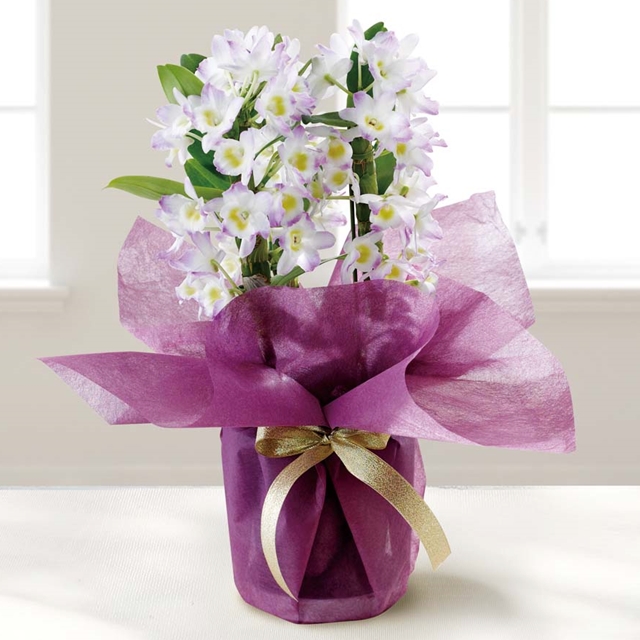 デンドロビウム (桃系)