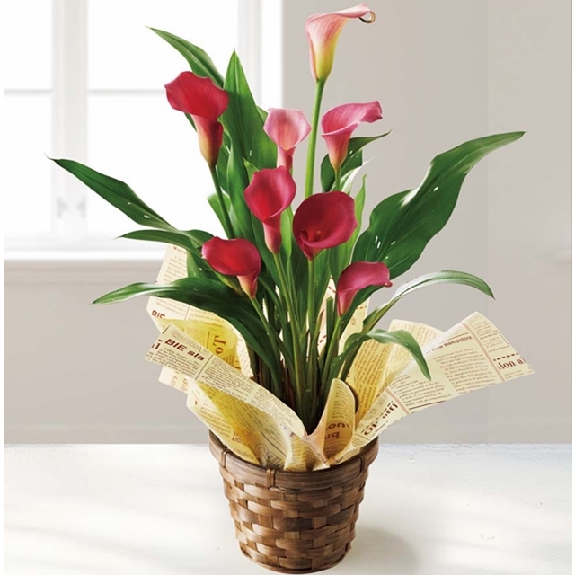 カラー (チェリーソルベ)