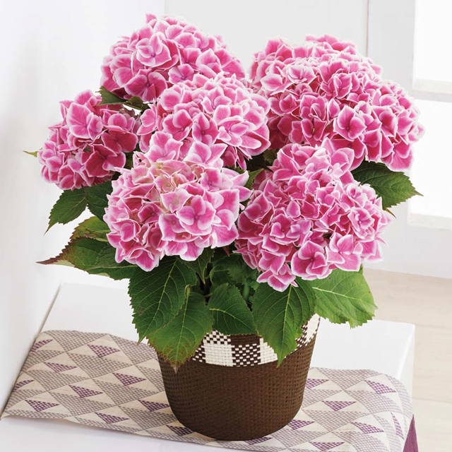 アジサイ (ファーストレディ)