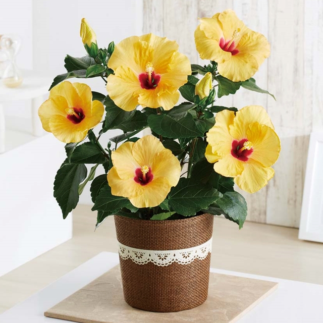 ハイビスカス (アドニスイエロー)