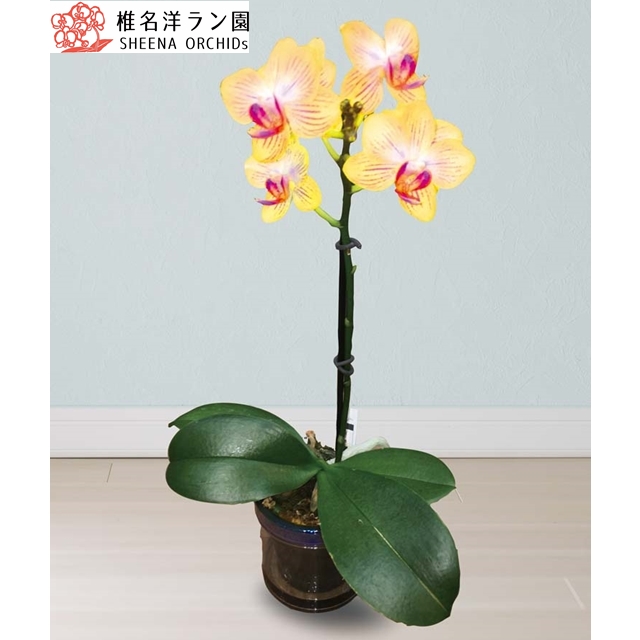 マイクロ胡蝶蘭 (ゴールドベイビー)