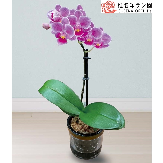 マイクロ胡蝶蘭 (ピコ)