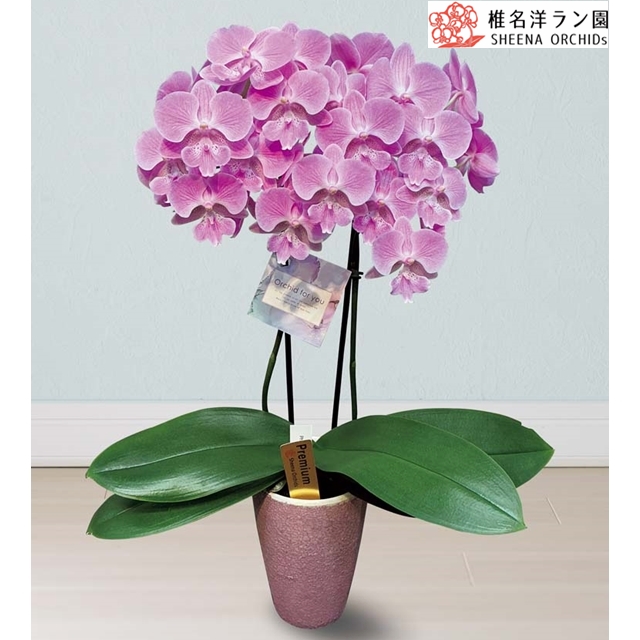 胡蝶蘭 (ピンクリップキティ)