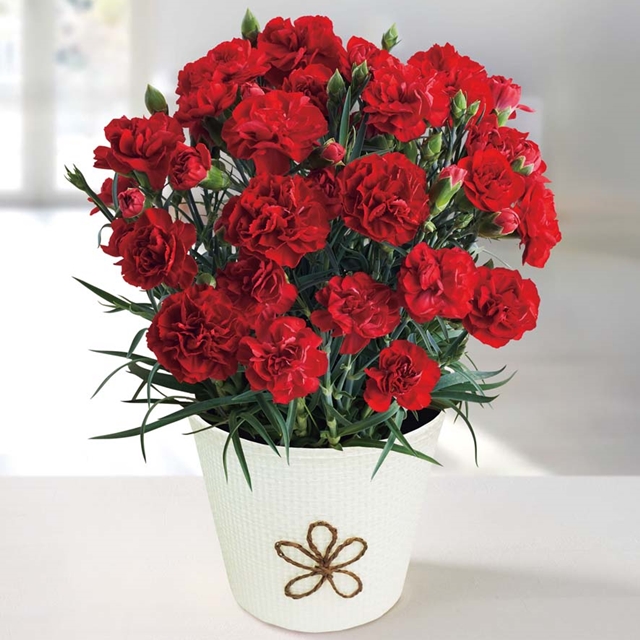 カーネーション (感謝の気持ち)