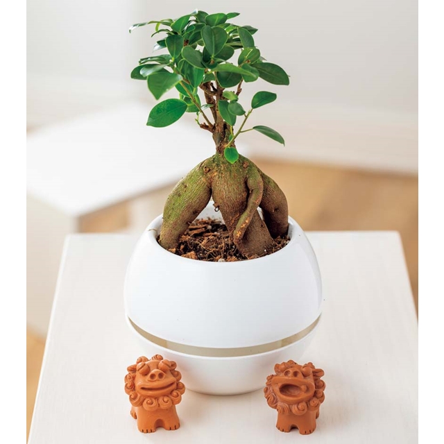 ガジュマルシーサー