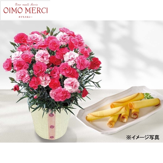 カーネーション (さくらもなか)とOIMO MERCIラングドロール