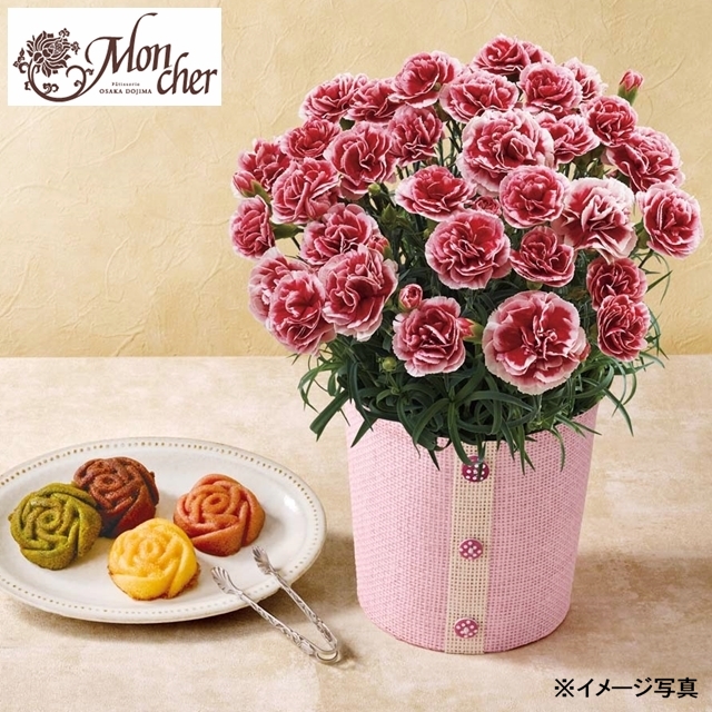 カーネーション (いちごホイップ)と「パティスリーモンシェール」エタニティーローズ
