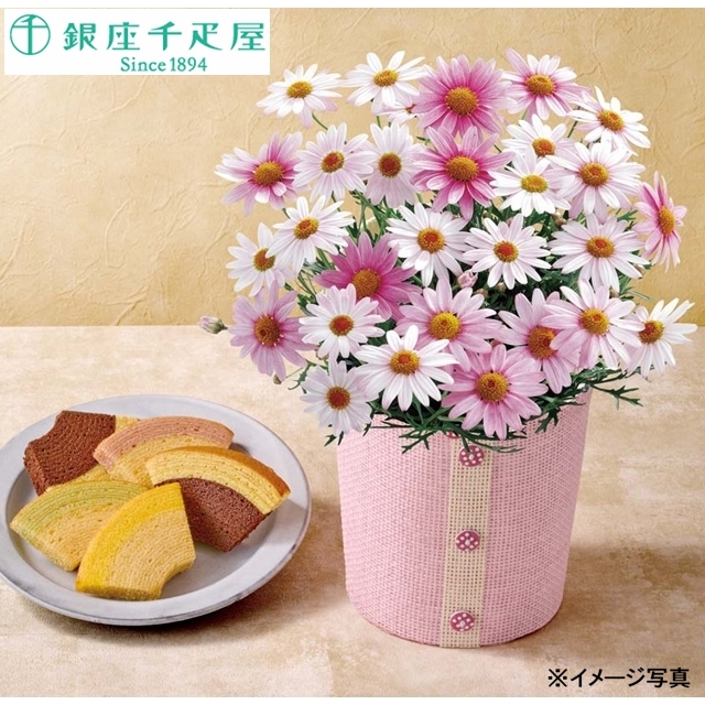 マーガレット (さくらべーる)と「銀座千疋屋」銀座フルーツクーヘン